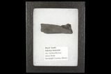 Bizarre Edestus Shark Tooth In Jaw Section - Carboniferous #92667-3